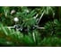 Ель CRYSTAL TREES МЕЛЬБУРН 185 см KP28185 4