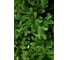 Ель CRYSTAL TREES ТРИУМФ 120 см KP65120 2