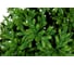 Ель CRYSTAL TREES ТРИУМФ 120 см KP65120 3