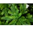 Ель CRYSTAL TREES ТРИУМФ 120 см KP65120 4