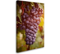 Постер Студия фотообоев Гроздь винограда 50x80 2132065