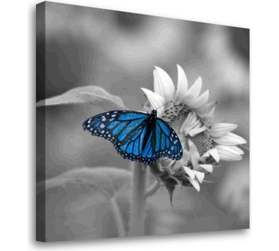 Постер Студия фотообоев Синяя бабочка 50x50 2329054 1