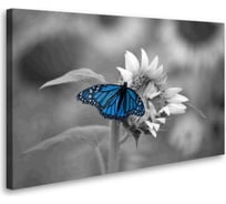 Постер Студия фотообоев Синяя бабочка 50x80 2129054