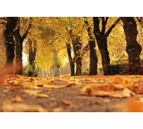 Картина на стекле ARTABOSKO осенняя аллея 40x60 PR-04-19-04