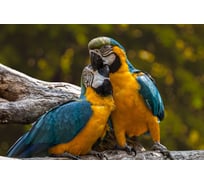 Картина на стекле ARTABOSKO попугаи 40x60 GI-03-39-04