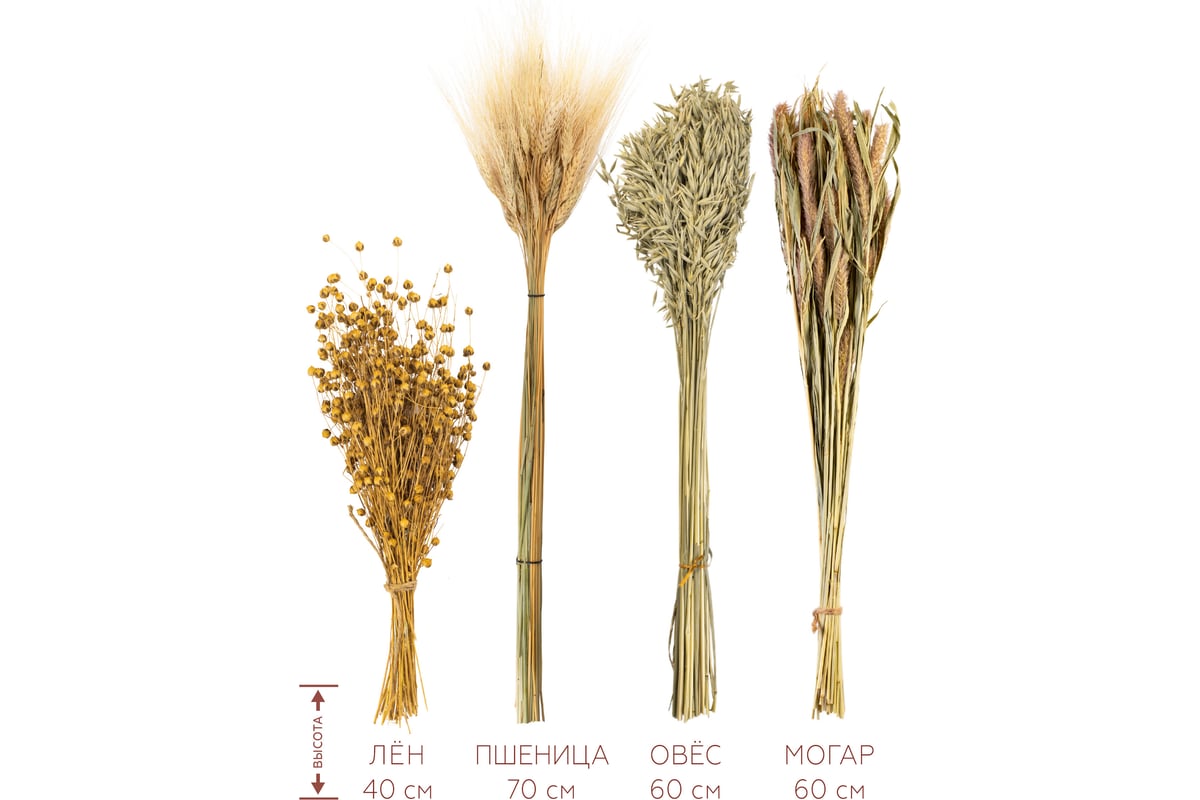 Набор из сухоцветов для составления букетов Стильный Дом натуральный, из  4-х культур, могар/овес/лен/пшеница 74194 - выгодная цена, отзывы,  характеристики, фото - купить в Москве и РФ