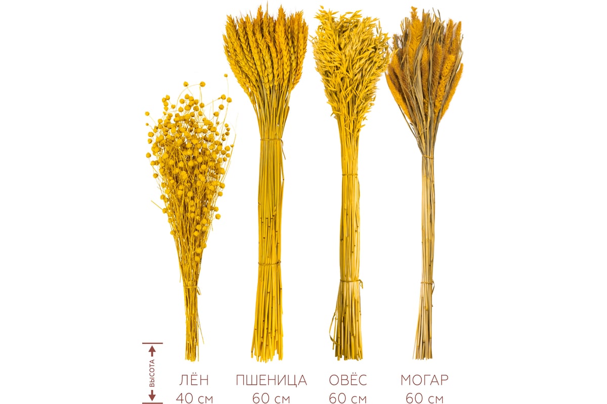 Набор из сухоцветов для составления букетов Стильный Дом желтый, из 4-х  культур, могар/овес/лен/пшеница 74193 - выгодная цена, отзывы,  характеристики, фото - купить в Москве и РФ