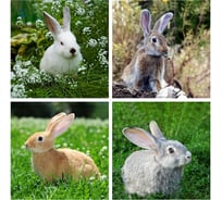 Подставка под горячее МУЛЬТИДОМ Кролик ФОТО размер 14x14 см 4 дизайна МТ88-435