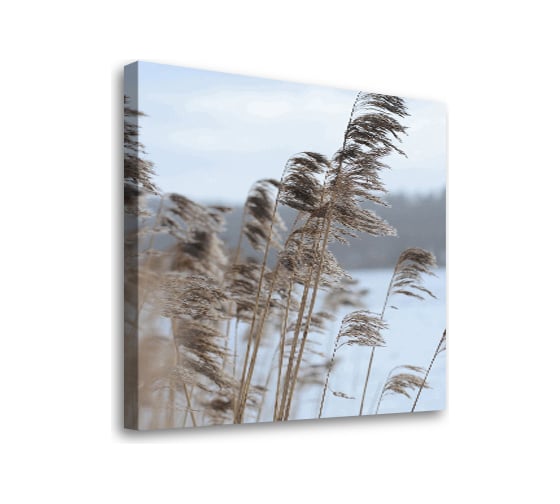 Картина-постер Студия фотообоев злаки на берегу 50x50 см 2336635