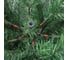 Ель Royal Christmas BRONX PREMIUM HINGED 180 см 660180 4