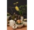 Молочник Liberty Jones Birds of Paradise, 340 мл, кремовый CZ-LJ-CRM-CR-340 6