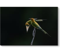 Картина Picsis Потрясающие птицы 660x430x40 1405-10434622