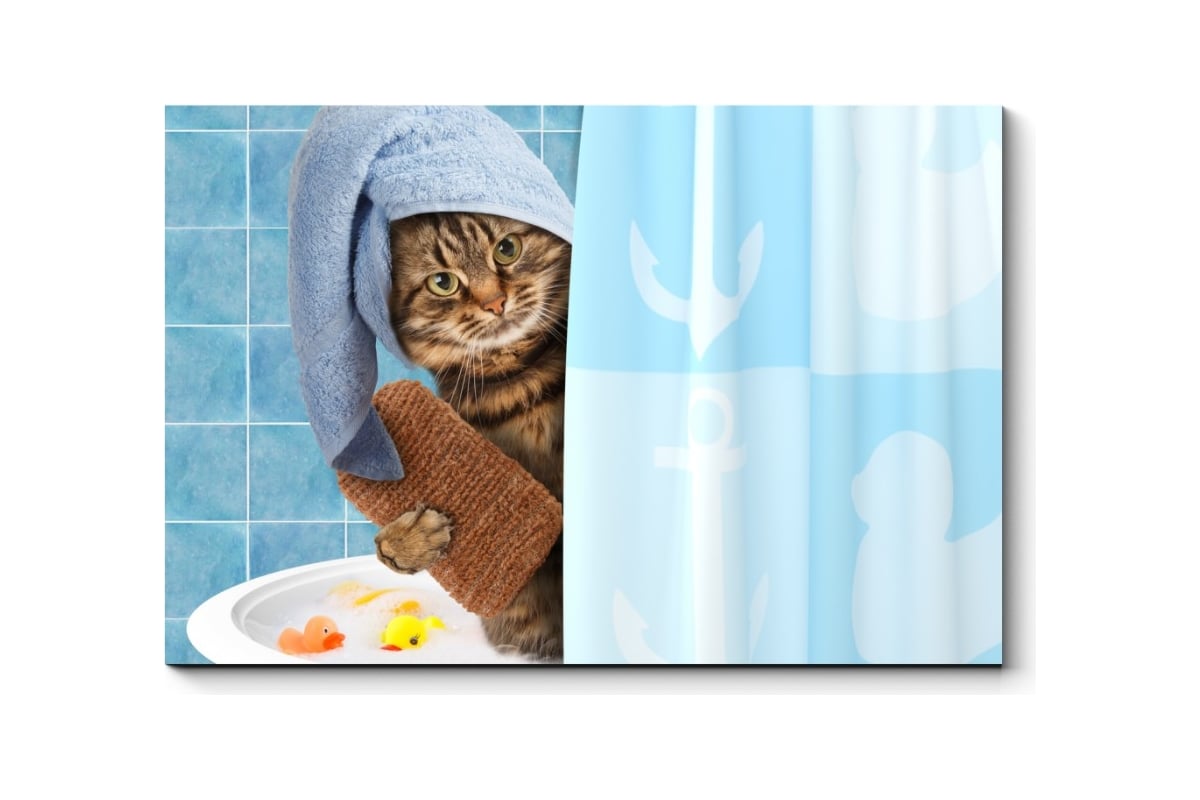 Кот в полотенце. Кошка в душе. Cat Shower. Cat Shower isolated.