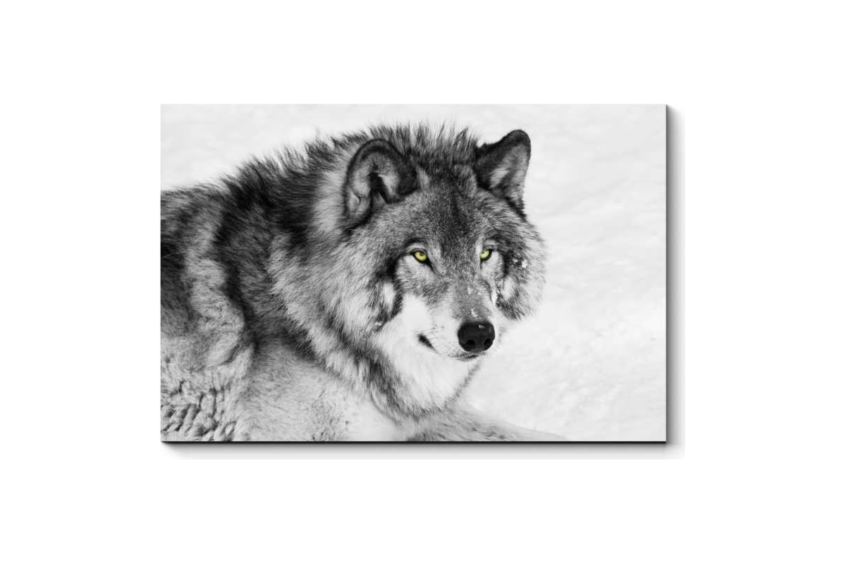 Картинки волк и луна черно белые (64 фото)