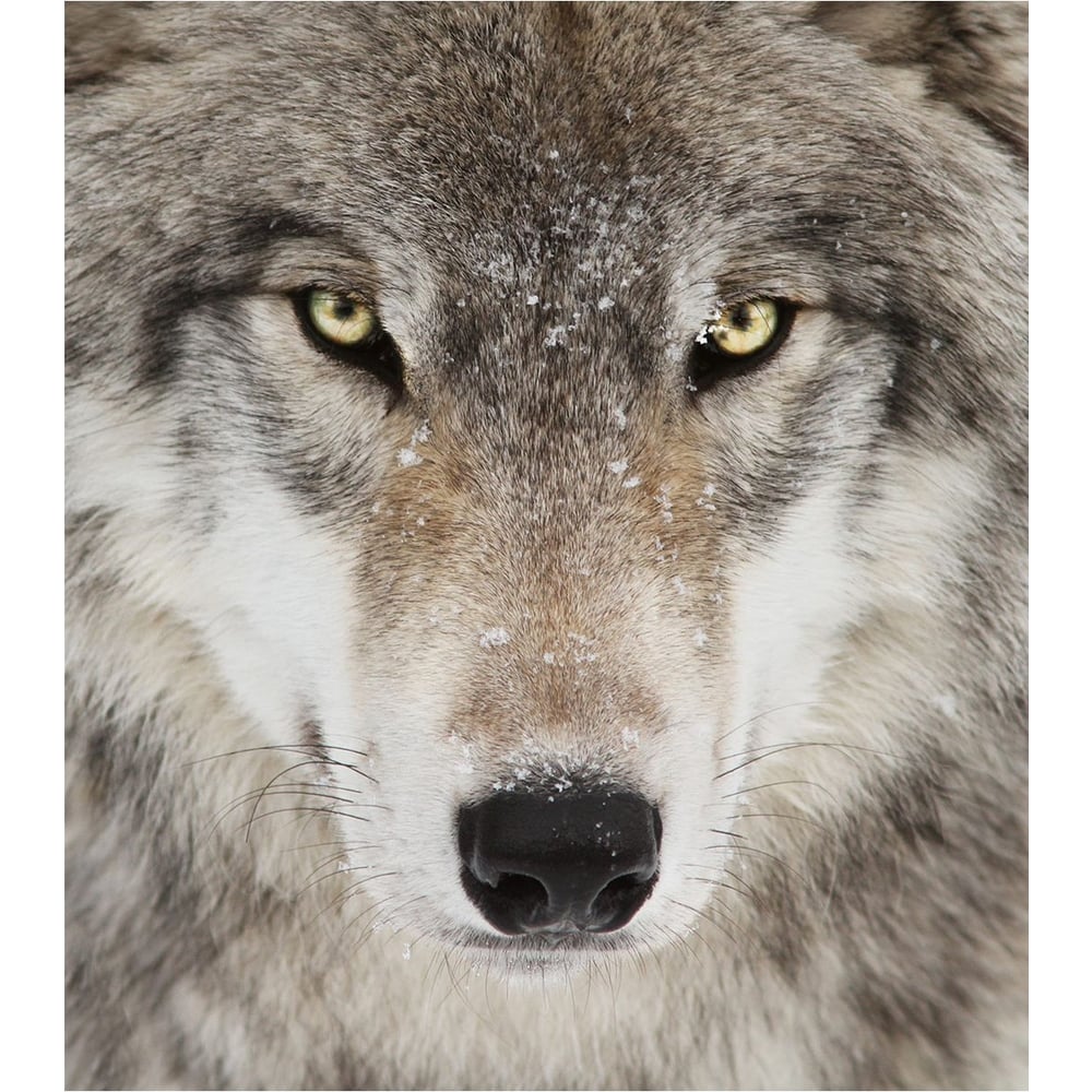 Алмазная мозаика Beroma, картина стразами волк, 15x20 см 07716871 ...