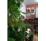 Искусственная ель BEATREES Anson 2.4 м 1031924 6