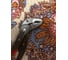 Универсальные переставные клещи KNIPEX КОБРА KN-8701300 9