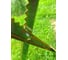 Козлы металлические 200 кг Gigant GSH-02 16