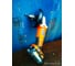 Угловая шлифмашина AEG BEWS 18-125X-0 431998 16