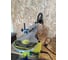 Лобзиковый станок Ryobi RSW1240G 5133002860 14