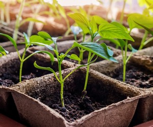 Как проверить наличие инвентаря, семян и удобрений: надежный способ