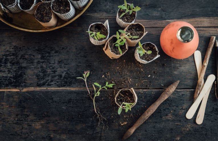 Как посеять на рассаду томаты и когда это сделать – пошаговый мастер-класс с фото